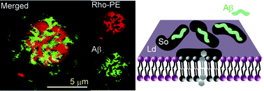 Graphical abstract: Selective localization of Alzheimer's amyloid beta in membrane lateral compartments