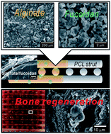 Graphical abstract: Multi-layered polycaprolactone–alginate–fucoidan biocomposites supplemented with controlled release of fucoidan for bone tissue regeneration: fabrication, physical properties, and cellular activities