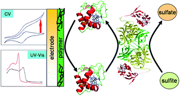 Graphical abstract: Thin films of substituted polyanilines: interactions with biomolecular systems