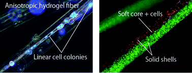 Graphical abstract: Microfluidic synthesis of chemically and physically anisotropic hydrogel microfibers for guided cell growth and networking