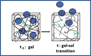 Graphical abstract: Mastered proteolysis of gelatin gel can control delivery kinetics of entrapped large molecules