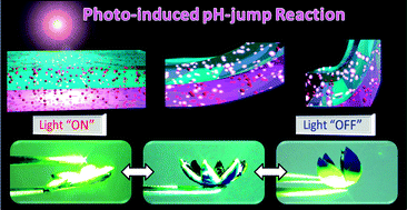 Graphical abstract: Photo-switchable control of pH-responsive actuators via pH jump reaction