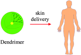 Graphical abstract: Dendrimer-mediated drug delivery to the skin