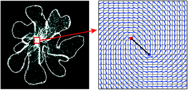 Graphical abstract: Texture defects in lipid membrane domains