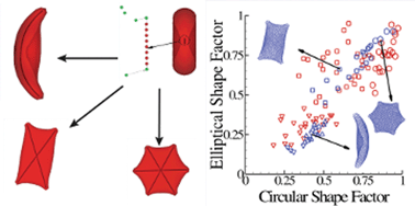Graphical abstract: Predicting the morphology of sickle red blood cells using coarse-grained models of intracellular aligned hemoglobin polymers