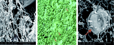 Graphical abstract: In situ forming hydrogels of new amino hyaluronic acid/benzoyl-cysteine derivatives as potential scaffolds for cartilage regeneration