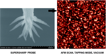 Graphical abstract: AFM study of cytochrome CYP102A1 oligomeric state