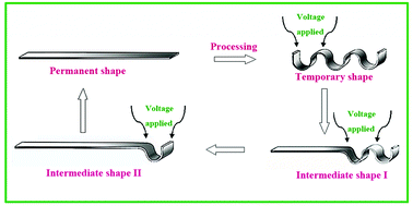 Graphical abstract: A spatially and temporally controlled shape memory process for electrically conductive polymer–carbon nanotube composites