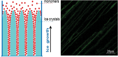 Graphical abstract: Preparation of poly(ethylene glycol) aligned porous cryogels using a unidirectional freezing technique