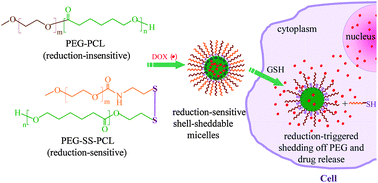 Graphical abstract: Precise control of intracellular drug release and anti-tumor activity of biodegradable micellar drugs via reduction-sensitive shell-shedding