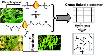 Graphical abstract: Phosphoester cross-linked vegetable oil to construct a biodegradable and biocompatible elastomer