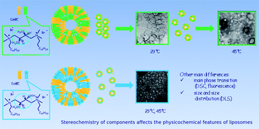 Graphical abstract: How stereochemistry affects the physicochemical features of gemini surfactant based cationic liposomes