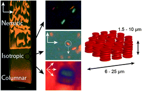 Graphical abstract: Direct observation of columnar liquid crystal droplets