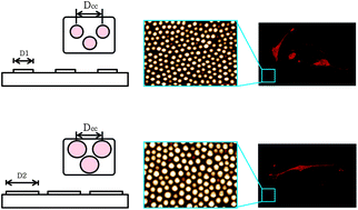 Graphical abstract: Responses of preosteoblasts on nano-structured polymer surfaces prepared from block copolymer–surfactant complexes