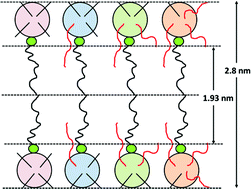 Graphical abstract: Hydrophobic counter ion effects on the formation of mesh and reversed phases in the perfluorodecanoate/water system