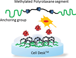 Graphical abstract: Designing dynamic surfaces for regulation of biological responses