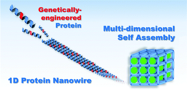 Graphical abstract: Genetically engineered protein nanowires: unique features in site-specific functionalization and multi-dimensional self-assembly