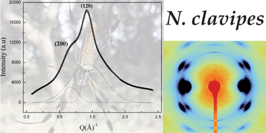 Graphical abstract: X-ray diffraction study of nanocrystalline and amorphous structure within major and minor ampullate dragline spider silks