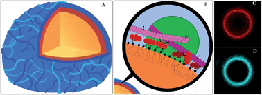 Graphical abstract: Mechanical properties of reconstituted actin networks at an oil–water interface determined by microrheology