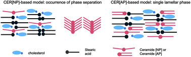 Graphical abstract: The impact of ceramides NP and AP on the nanostructure of stratum corneum lipid bilayer. Part I: neutron diffraction and 2H NMR studies on multilamellar models based on ceramides with symmetric alkyl chain length distribution