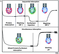 Graphical abstract: Mixed protein–surfactant adsorption layers formed in a sequential and simultaneous way at water–air and water–oil interfaces