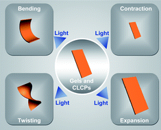 Graphical abstract: Photodeformable polymer gels and crosslinked liquid-crystalline polymers
