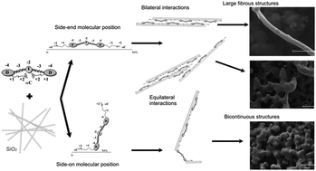 Graphical abstract: Assessing structure and dynamics of fibrinogen films on silicon nanofibers: towards hemocompatibility devices