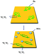 Graphical abstract: Coadsorption-dependent orientation of fibronectin epitopes at hydrophilic gold surfaces