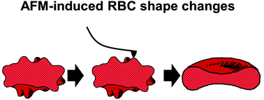 Graphical abstract: AFM measurements and lipid rearrangements: evidence from red blood cell shape changes