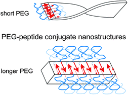 Graphical abstract: Control of strand registry by attachment of PEG chains to amyloid peptides influences nanostructure