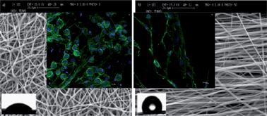 Graphical abstract: Influence of crystallinity and fiber orientation on hydrophobicity and biological response of poly(l-lactide) electrospun mats