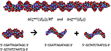 Graphical abstract: Coulombic free energy and salt ion association per phosphate of all-atom models of DNA oligomer: dependence on oligomer size