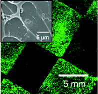 Graphical abstract: Programmed cell adhesion and growth on cell-imprinted polyacrylamide hydrogels