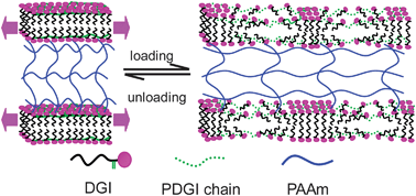 Graphical abstract: Anisotropic hydrogel based on bilayers: color, strength, toughness, and fatigue resistance