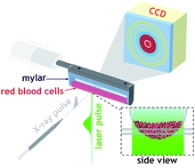 Graphical abstract: Probing in cell protein structural changes with time-resolved X-ray scattering