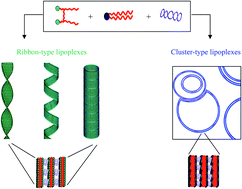 Graphical abstract: Ribbon-type and cluster-type lipoplexes constituted by a chiral lysine based cationic gemini lipid and plasmid DNA