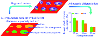Graphical abstract: Exploring adipogenic differentiation of a single stem cell on poly(acrylic acid) and polystyrene micropatterns