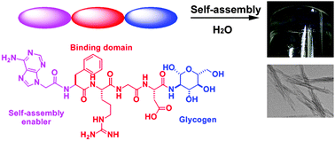 Graphical abstract: Supramolecular hydrogels formed by the conjugates of nucleobases, Arg-Gly-Asp (RGD) peptides, and glucosamine