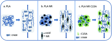 Graphical abstract: Deformation mechanisms in polylactic acid/natural rubber/organoclay bionanocomposites as revealed by synchrotron X-ray scattering