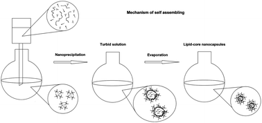 Graphical abstract: Lipid-core nanocapsules: mechanism of self-assembly, control of size and loading capacity