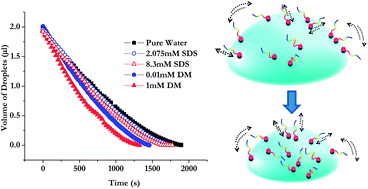 Graphical abstract: Enhancement of water transport through the liquid–vapor interface by surfactants