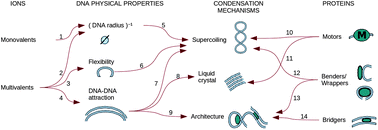 Graphical abstract: Electrostatics of DNA compaction in viruses, bacteria and eukaryotes: functional insights and evolutionary perspective