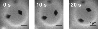 Graphical abstract: Translational and rotational diffusion of micrometer-sized solid domains in lipid membranes