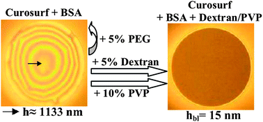 Graphical abstract: Foam film study of albumin inhibited lung surfactant preparations: effect of added hydrophilic polymers