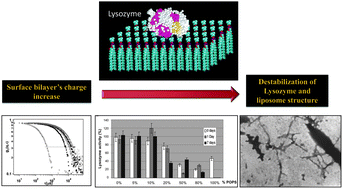 Graphical abstract: Interactions of lysozyme with phospholipid vesicles: effects of vesicle biophysical features on protein misfolding and aggregation