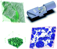 Graphical abstract: Analysis of native structures of soft materials by cryo scanning probe tomography