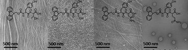 Graphical abstract: Differential supramolecular organisation of Fmoc-dipeptides with hydrophilic terminal amino acid residues by biocatalytic self-assembly