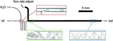 Graphical abstract: Coalescence dynamics of surfactant-stabilized emulsions studied with microfluidics