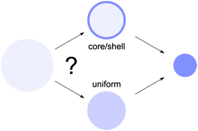 Graphical abstract: Core–shell separation of a hydrogel in a large solution of proteins