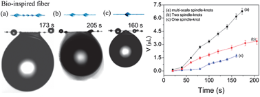 Graphical abstract: Stronger water hanging ability and higher water collection efficiency of bioinspired fiber with multi-gradient and multi-scale spindle knots